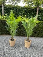 Kunst palmen te huur € 15,- per stuk - palm bomen huren, Ophalen, Zo goed als nieuw