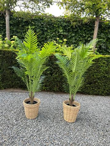 Kunst palmen te huur € 15,- per stuk - palm bomen huren beschikbaar voor biedingen
