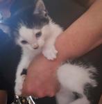 Kittens, Dieren en Toebehoren, Katten en Kittens | Overige Katten, Poes