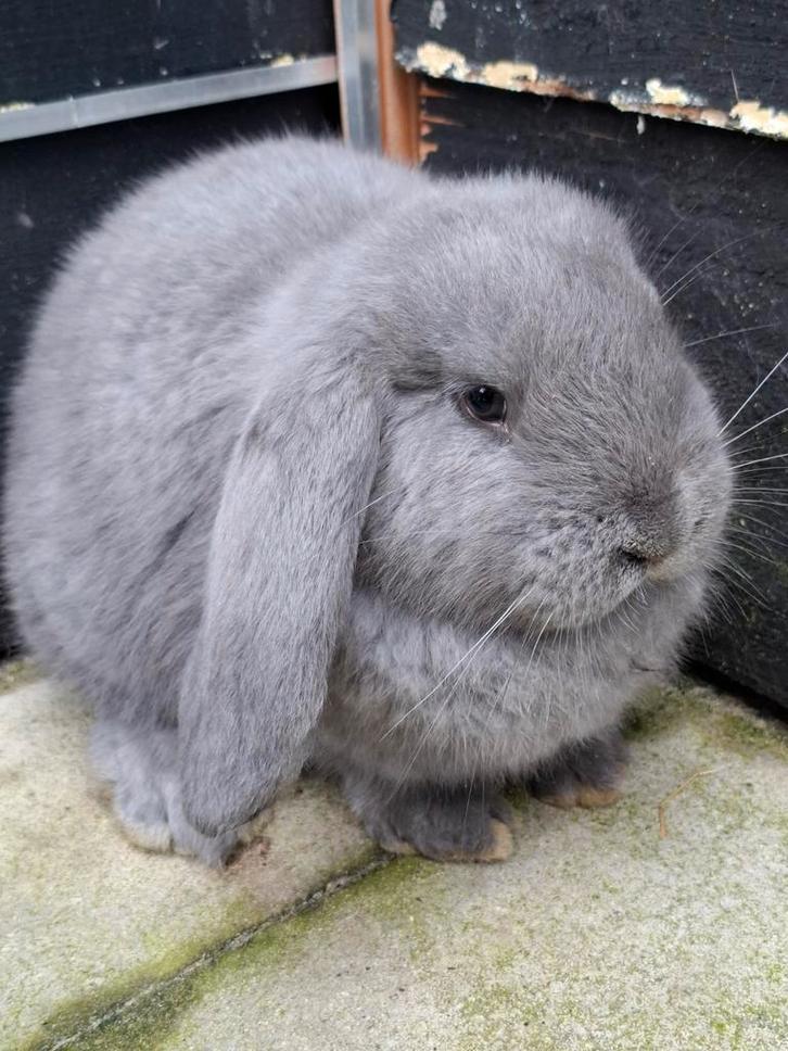 Knappe Franse hangoor ram, Dieren en Toebehoren, Konijnen, Groot, Mannelijk, Hangoor