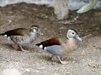 Roodschouder talingen, Dieren en Toebehoren, Pluimvee, Meerdere dieren, Eend