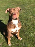 Bully xl ABKC reu ter dekking, Dieren en Toebehoren, Particulier, Rabiës (hondsdolheid), 1 tot 2 jaar, Reu