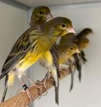 Scott fancy kanarie, Dieren en Toebehoren, Vogels | Kanaries, Meerdere dieren, Postuurkanarie