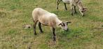 maasduinen ooien, Dieren en Toebehoren, Schapen, Geiten en Varkens, Vrouwelijk, Schaap, 0 tot 2 jaar