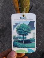 Bolacacia - Robinia pseudoacacia 'Umbraculifera', Ophalen, Nederland