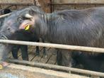 Waterbuffel pinken, Dieren en Toebehoren, Vrouwelijk, 0 tot 2 jaar