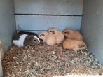 Zie mijn andere advertenties voor deze beertjes, Mannelijk, Cavia, Na 1 juli 2024