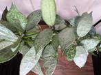 Hoya lacunosa white pearl stek, Ophalen of Verzenden, Overige soorten, Halfschaduw, Minder dan 100 cm