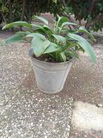Hosta in Zinken Emmer - Mooie Tuinplant, Overige soorten, Vaste plant, Ophalen of Verzenden, Halfschaduw
