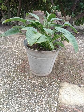 Hosta in Zinken Emmer - Mooie Tuinplant beschikbaar voor biedingen
