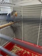 2 blauwe fischerie’s van 6 maanden oud, Dieren en Toebehoren, Vogels | Kanaries, Vrouwelijk, Kleurkanarie