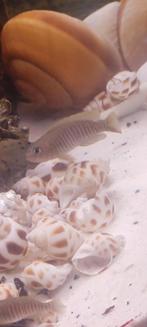 Slakkenhuiscichlide (Neolamprologus multifasciatus)  gezocht, Dieren en Toebehoren, Vissen | Aquariumvissen, Vis