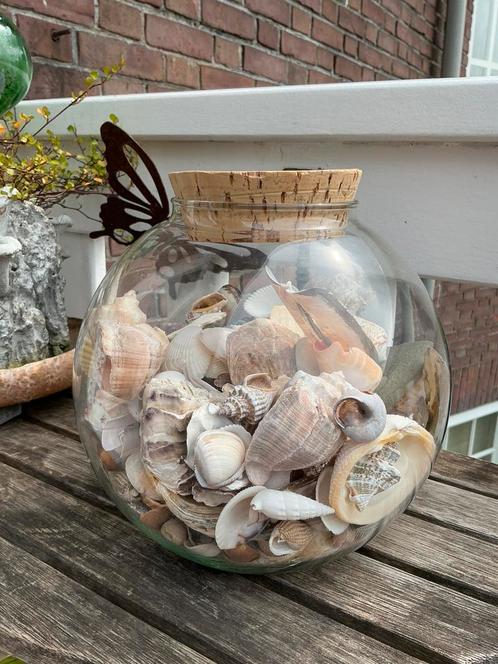 Grote glazen pot met schelpen allerlei. Exotisch en inheems., Hobby en Vrije tijd, Overige Hobby en Vrije tijd, Ophalen of Verzenden