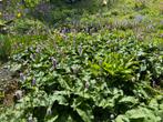 Adderwortel (Persicaria bistorta), Tuin en Terras, Planten | Tuinplanten, Zomer, Ophalen of Verzenden, Volle zon