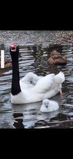 Goudspiegel eend, Dieren en Toebehoren, Eend, Meerdere dieren