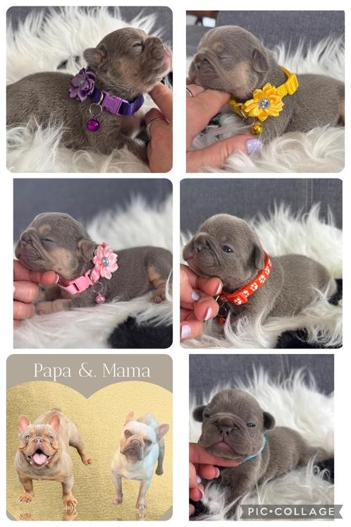 Franse Bulldog pups, Dieren en Toebehoren, Honden | Bulldogs, Pinschers en Molossers, Meerdere dieren, Bulldog, Fokker | Hobbymatig