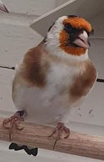 Majoor putter man, Dieren en Toebehoren, Vogels | Overige Vogels, Mannelijk, Wildzangvogel, Geringd