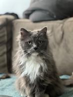 Knuffelkat zoekt nieuw huis, Dieren en Toebehoren, Poes, Gechipt, 6 jaar of ouder