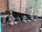 Duitse Staande Draadhaar puppy pups DeutschDrahthaar Pointer, Duitse Staande hond, Particulier, Rabiës (hondsdolheid), 8 tot 15 weken
