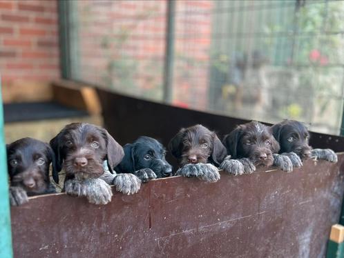 Duitse Staande Draadhaar puppy pups DeutschDrahthaar Pointer, Dieren en Toebehoren, Honden | Setters en Staande honden, Meerdere dieren