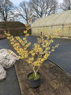Hamamelis/ Toverhazelaar vanaf 20 euro, Volle zon, Vaste plant, Winter, Ophalen