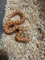 Heterodon Nasicus/Haakneus Albino 66% het Axanthic NK’25, Dieren en Toebehoren, Reptielen en Amfibieën, Slang
