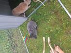 Koppel konijntjes ., Dieren en Toebehoren, Vogels | Overige Vogels, Meerdere dieren