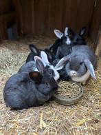 Baby dwergkonijnen te koop, Dieren en Toebehoren, Konijnen, Meerdere dieren, Dwerg