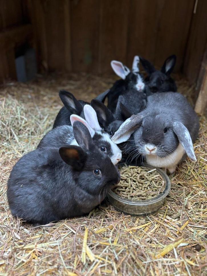 Baby dwergkonijnen te koop, Dieren en Toebehoren, Konijnen, Dwerg, Meerdere dieren
