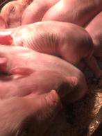 Te Koop, prachtige vlees biggen Topigs TN Duroc, Dieren en Toebehoren, Schapen, Geiten en Varkens, Meerdere dieren, Varken, 0 tot 2 jaar