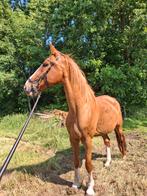 Lieve vos ruin, Dieren en Toebehoren, Paarden, Gechipt, Ruin, Zadelmak, 170 tot 175 cm