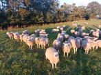 Gezocht grasland/weiland /weidegang, Dieren en Toebehoren, Meerdere dieren, Schaap