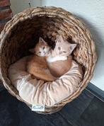 Brits korthaar kittens, Dieren en Toebehoren, Katten en Kittens | Raskatten | Korthaar, Meerdere dieren