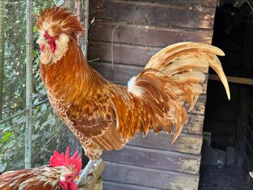 Fraaie Baardkuifhaan.Uit het ei grootgebracht door mij. beschikbaar voor biedingen