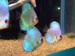 Ontdek de betovering van onze Discusvissen, Dieren en Toebehoren, Vissen | Aquariumvissen, Vis, Zoetwatervis