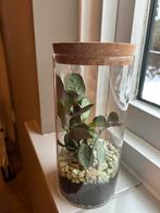 Terrarium kamerplant, Ophalen, Halfschaduw, Minder dan 100 cm
