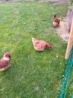 Orpington, Dieren en Toebehoren, Meerdere dieren, Kip