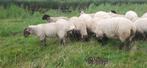 5 Suffolk ooi lammeren, Dieren en Toebehoren, Schapen, Geiten en Varkens, Vrouwelijk, Schaap