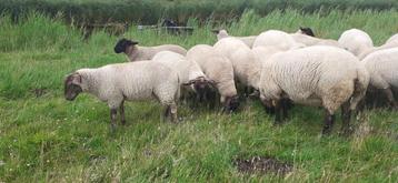 5 Suffolk ooi lammeren  beschikbaar voor biedingen