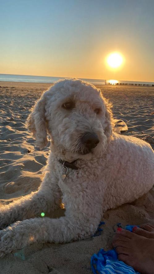 Goldendoodle dekreu, Dieren en Toebehoren, Honden | Dekreuen, Reu, Fokker | Hobbymatig, Meerdere, Nederland, 6 jaar of ouder, CDV (hondenziekte)