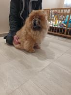 Chow Chow puppy, Dieren en Toebehoren, Honden | Poolhonden, Keeshonden en Oertypen, Particulier, Keeshond, 15 weken tot 1 jaar