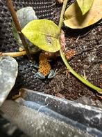 Oophaga pumilio cristobol, Dieren en Toebehoren, Reptielen en Amfibieën, 0 tot 2 jaar