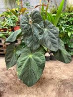 Anthurium Papi - Prachtexemplaar!  1,4 meter hoog!!, Ophalen