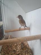 bastaard parva putter, Vrouwelijk, Wildzangvogel, Geringd