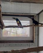 Bruinoor arrasari koppel, Meerdere dieren, Geringd