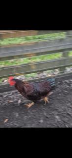 Red island hanen, Dieren en Toebehoren, Pluimvee