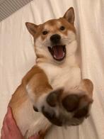 Shiba inu dekreu aangeboden, Dieren en Toebehoren, Reu, Eén hond, 3 tot 5 jaar, Rabiës (hondsdolheid)