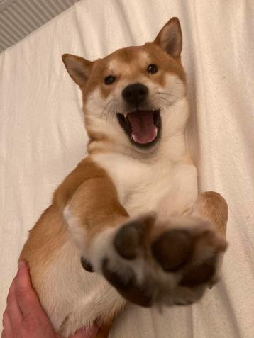 Shiba inu dekreu aangeboden beschikbaar voor biedingen