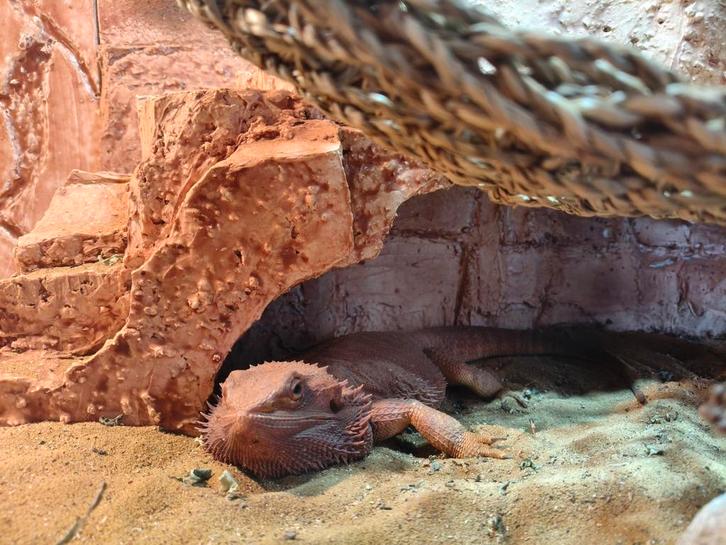 Rode baardagaam met toebehoren, Dieren en Toebehoren, Reptielen en Amfibieën, Hagedis, 3 tot 6 jaar, Met terrarium, Tam
