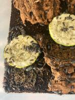 Verschillende isopods en milli’s, Dieren en Toebehoren, Overige soorten